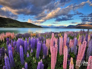 Lake-tekapo-Lupini-sul-riva-del-lago-tekapo